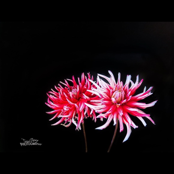 Meet your Posher, Linh - Picture 2 of 2